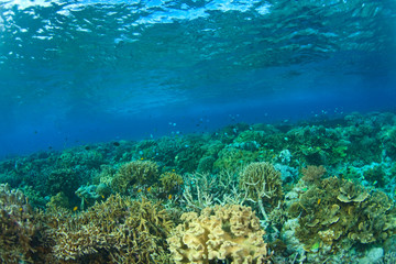 Scuba Diving at Tukang Besi/Wakatobi Archipelago Marine Preserve, South Sulawesi, Indonesia, S.E. Asia