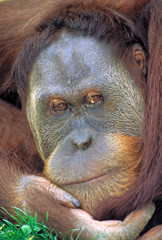 Indonesia, Sumatra. Sumatran Orangutan (pongo pygmaeus abelii)