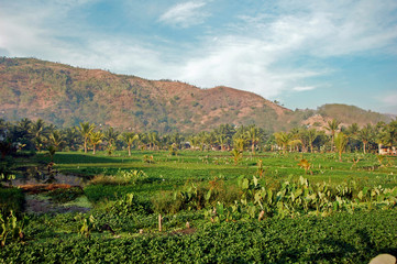 Poster - green vegetables plantation in front of hill