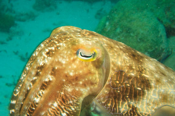 Cuttlefish (Sepia latimanus), Pristine Scuba Diving at Tukang Besi/Wakatobi Archilpelago Marine Preserve, South Sulawesi, Indonesia, S.E. Asia