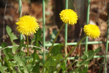 yellow dandelions in the grass