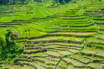 Wall Mural - Hapao Rice Terraces, part of the World Heritage Site Banaue, Luzon, Philippines