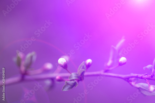 Spring flowers  on branches of a plum tree.
