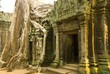 Cambodia. Siem Reap. Ta Phrom. Kapok trees covering the ruined temple.