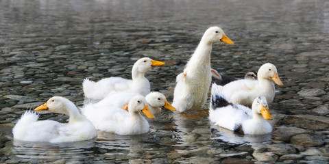 Wall Mural - Olympos, Turkey. White ducks in stream.