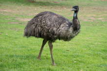 Australia, South Australia, Adelaide. Cleland Wildlife Park. Large Flightless Emu (Dromaius Novaehollandiae)
