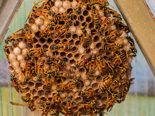 Dangerous Large Swarm Of Vicious Wild Wasps Creeps In Honeycombs