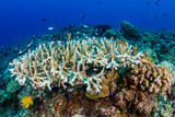 Fototapeta Do akwarium - A thriving, healthy tropical coral reef system in the Philippines