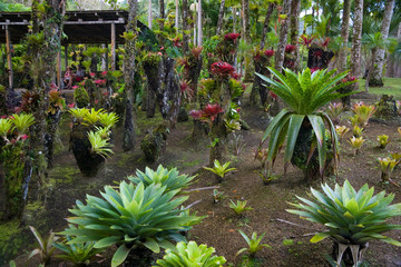 Sticker - Martinique, French Antilles, West Indies, Bromeliads & shelter at Jardin de Balata (Balata Garden). Begun in 1982 Balata Garden was created by Jean-Philippe Thoze.