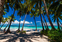 Palm Trees Growing On A Beautiful, Sandy Tropical Beach Next To A Shallow Ocean (White Beach, Boracay)
