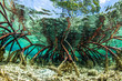 Underwater photograph of a mangrove tree in clear tropical waters with blue sky in background near Staniel Cay, Exuma, Bahamas