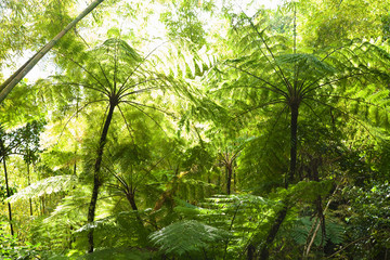 Canvas Print - Puerto Rico - A canopy of trees is filtering the sunlight as it passes through the forest branches.