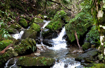 Sticker - Puerto Rico - River water is cascading over rocks as it passes though a tropical setting.