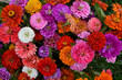 Colorful Bouquet Zinnias