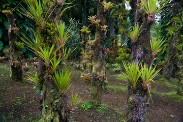 Sticker - Martinique, French Antilles, West Indies, Bromeliads at Jardin de Balata (Balata Garden). Begun in 1982 Balata Garden was created by Jean-Philippe Thoze.