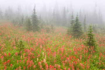 Sticker - Canada, British Columbia, Revelstoke National Park. Misty meadow scenic. 