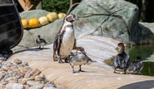 Humboldt Penguin Standing With Smew Ducks