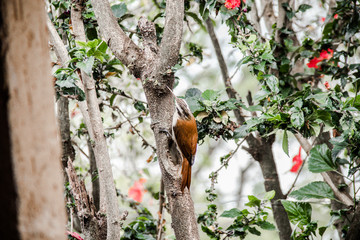 bird on tree