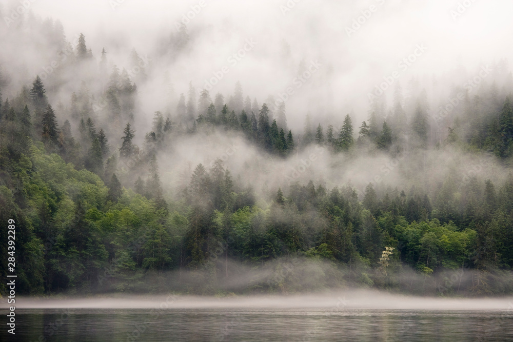 Canada, British Columbia, Fiordlands Recreation Area. Fog-shrouded forest next to ocean inlet.  - obrazy, fototapety, plakaty 