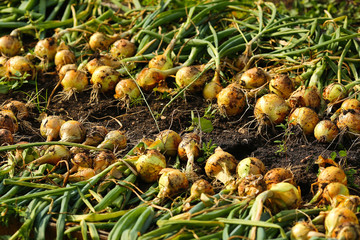 Wall Mural - Growing and harvesting onions in the garden