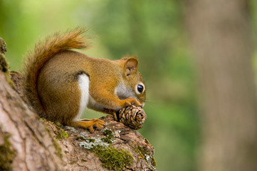 Sticker - Canada, Nova Scotia, Halifax. Public Gardens, historic Victorian city garden created in 1836. Squirrel.