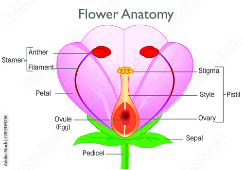 Flower Anatomy Plant Reproductive System Diagram Annotated Flowering