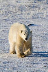 Poster - Polar bear (Ursus maritimus) walking in winter, Churchill Wildlife Management Area, Churchill, Manitoba, Canada.