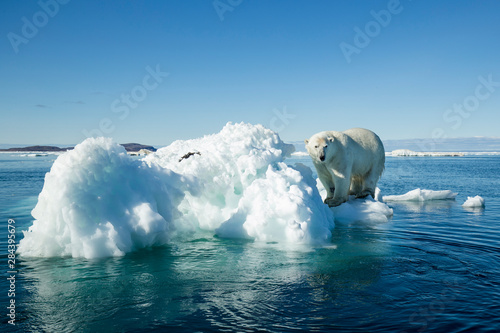 Cuadros en Lienzo Canada, Nunavut Territory, Polar Bear (Ursus maritimus) climbing onto melting ic
