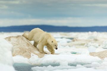 Wall Mural - Canada, Nunavut Territory, Young Polar Bear (Ursus maritimus) walking across ice pack in Frozen Strait near Arctic Circle along Hudson Bay