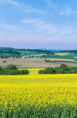 Wall Mural - Czech Republic, Bohemia, Canola Field.