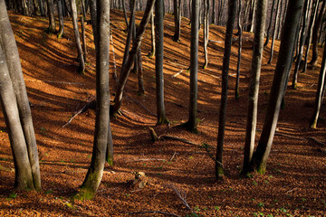 Wall Mural - Upper Austria, Austria - High angle view of trees on a hillside.