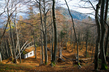 Wall Mural - Upper Austria, Austria - High angle view of a wooded hillside. A small, rustic building is viewable on the bottom left side of the hill.