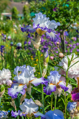 Poster - Monet's garden, Giverny, Normandy, France