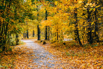Wall Mural - Footpath in the autumn park with colorful trees and leaves