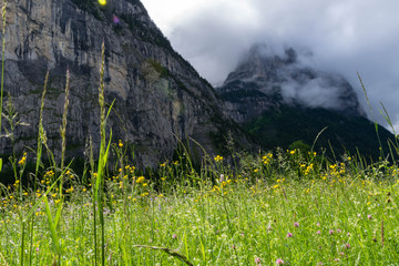 Wall Mural - Flowerish meadow in cloudy mountains valley, Alps Switzerland