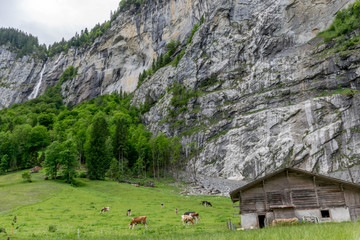 Wall Mural - Wooden shack in forest valley, mountain wall on the background, Lauterbrunnen village Switzerland