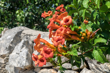 Sticker - Orange Trumpet Creeper vine, Locorotundo, Italy, Europe