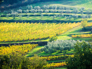 Canvas Print - Italy, Tuscany, Chianti, Autumn Vineyard Rows with Bright Color