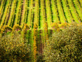 Canvas Print - Italy, Tuscany, Chianti, Autumn Vineyard Rows with Bright Color