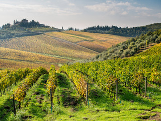 Poster - Italy, Tuscany. Rows of vines and olive groves carpet the countryside.