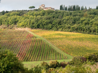 Poster - Italy, Tuscany. Steep hills of vineyards in the Chianti region.