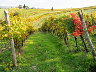 Canvas Print - Italy, Tuscany. Vineyard in autumn in the Chianti region of Tuscany.