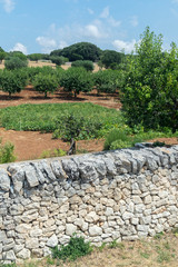 Poster - Garden and olive grove at Masseria Aprile, Locorotundo, Italy, Europe