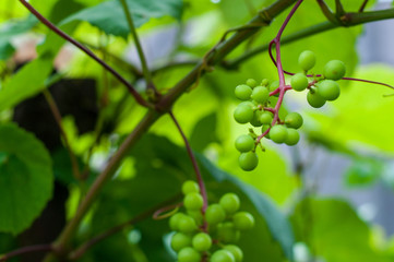  A bunch of green / unripe homemade grapes on a branch in the garden. The concept of healthy eating and organic products.