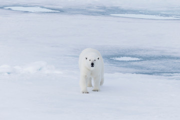 Poster - arctic, norway, svalbard, spitsbergen, pack ice, polar bear (ursus maritimus) female polar bear.