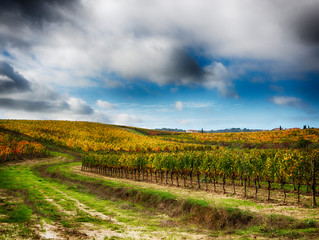 Poster - Italy, Montepulciano, Autumn Vineyard in full color near Montepulciano