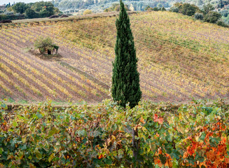 Canvas Print - Italy, Tuscany, Monticiano, Small Shed in Harvest Vineyard