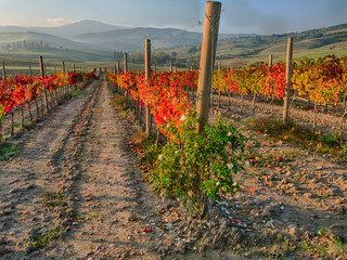 Sticker - Italy, San Quirico, Autumn Vineyard in full color near San Quirico