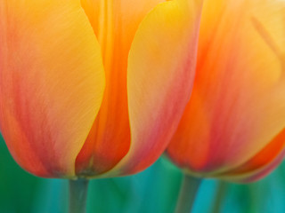 Sticker - The Netherlands, Lisse, Keukenhof Gardens. Close-up of tulips.