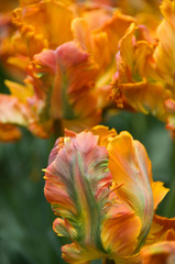 Canvas Print - Netherlands (aka Holland), Lisse. Keukenhof Gardens, the world's largest bulb flower park with over 4.5 million tulips in 100 varieties, parrot tulips.